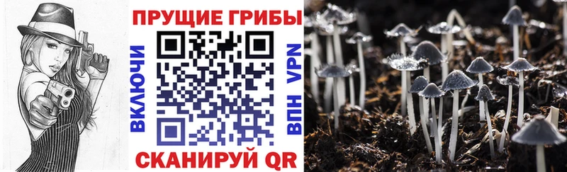 Псилоцибиновые грибы MAGIC MUSHROOMS  где можно купить наркотик  Краснокамск 